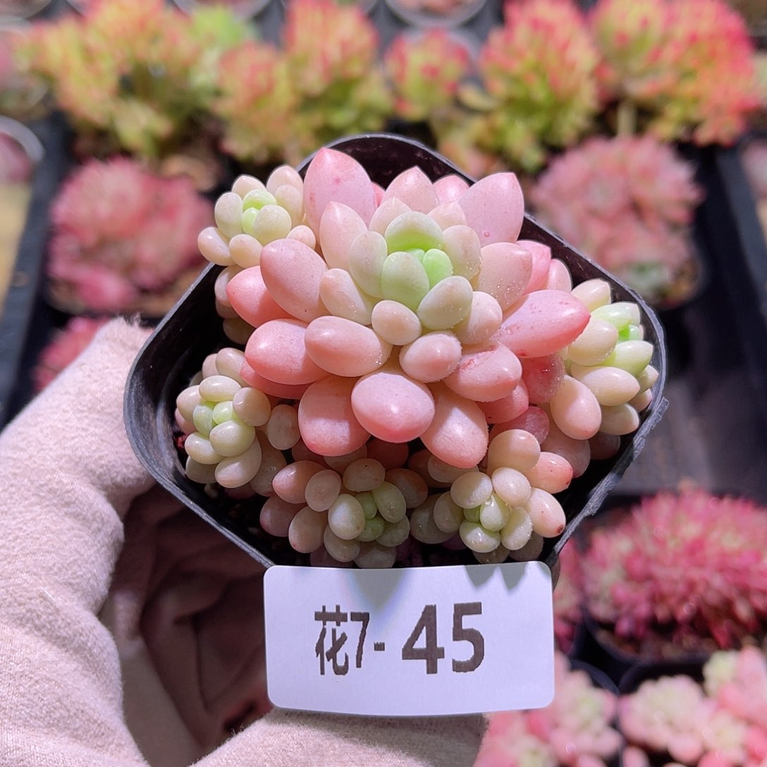 花利美7-45洛可可