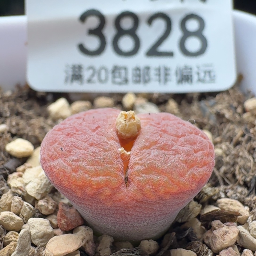 1804.5带盆土c10同属。        