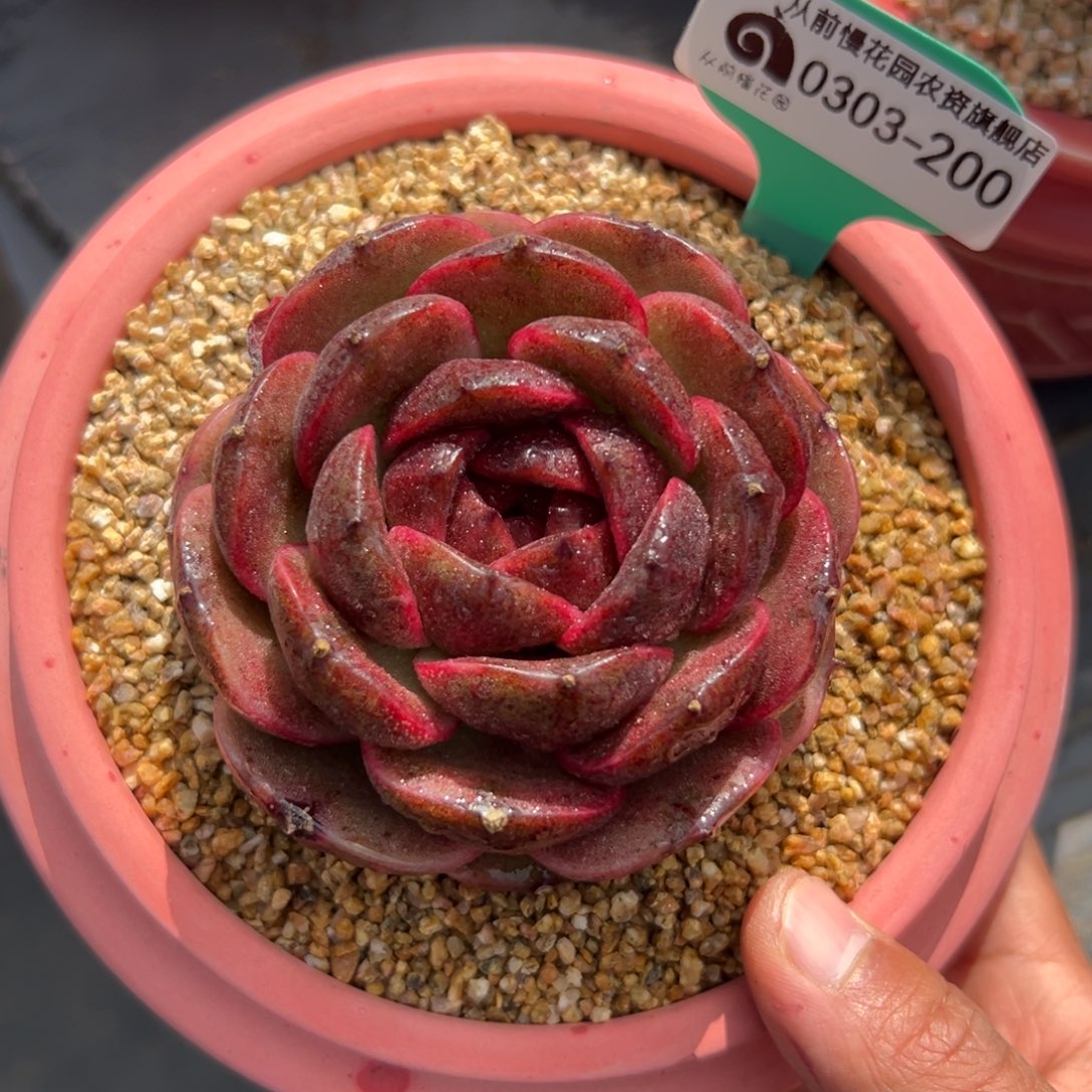 多肉一物一拍0303-200