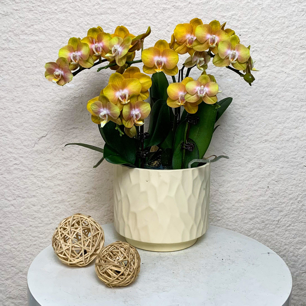 【拉斯维加斯】欧品蝴蝶兰 稀有复古古铜花色 蜡质花花期长小众品种