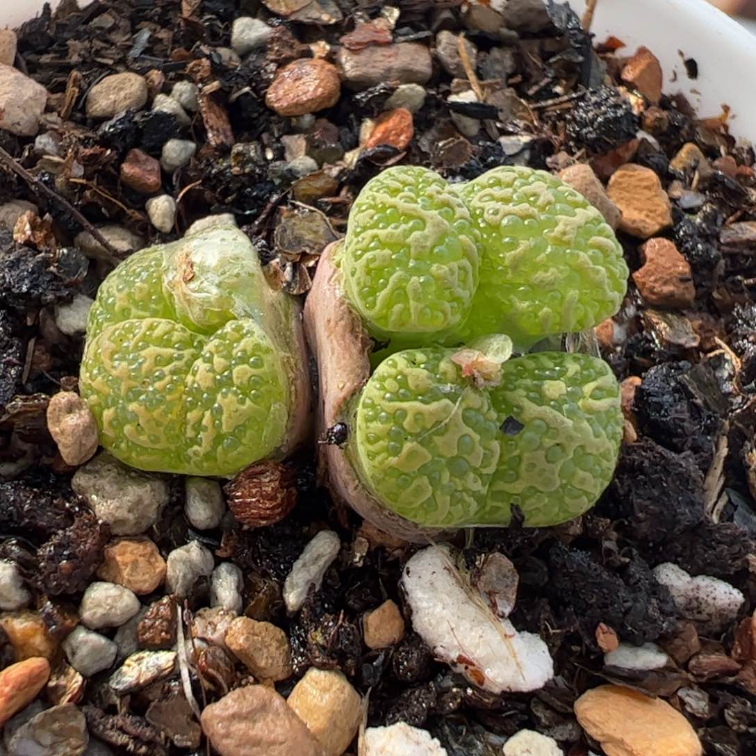 662多肉植物百科