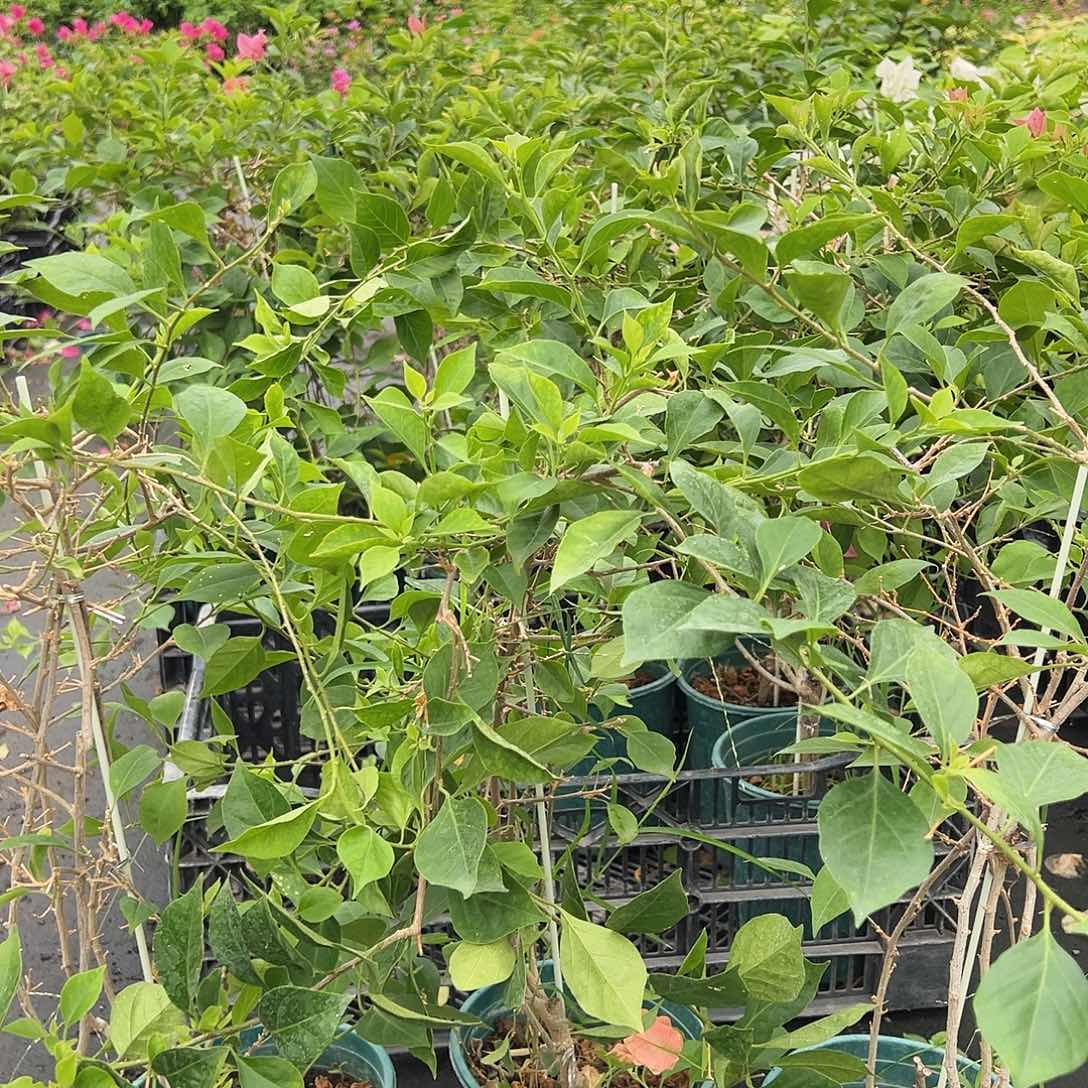 当前无花栽培后可以开花酒红带竹一颗