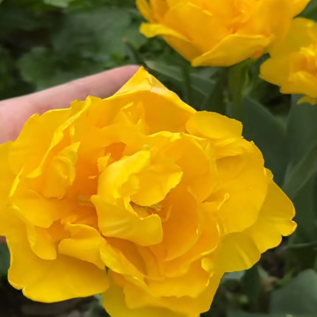 进口5度球（重瓣）郁金香1颗《玛丽乔周长12-14》