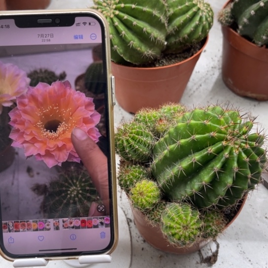 彩草58号6公分左右带仔