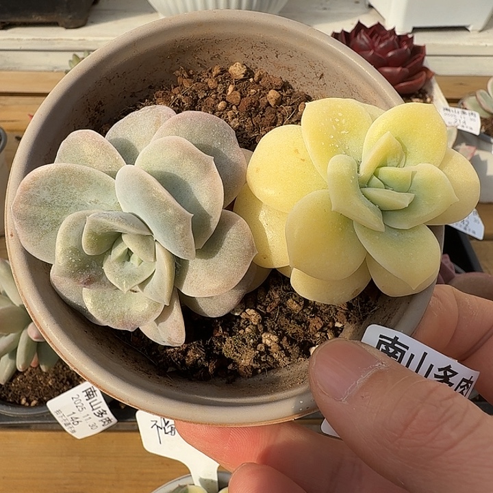 可爱玫瑰锦111130-143