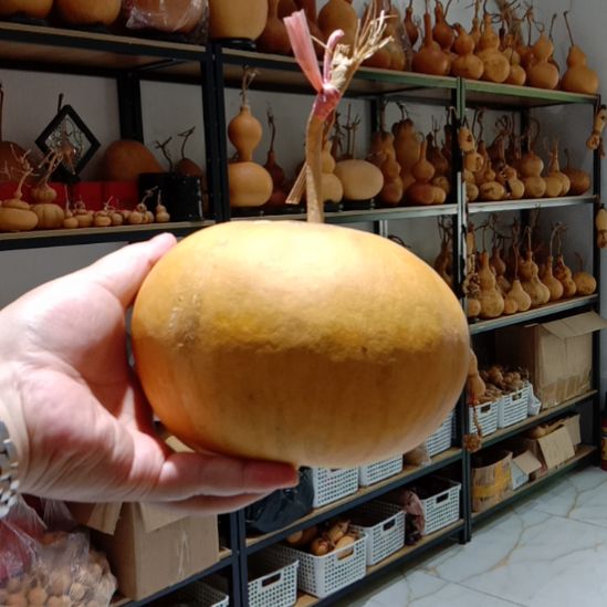 纯天然磨盘葫芦，大小在二十厘米左右