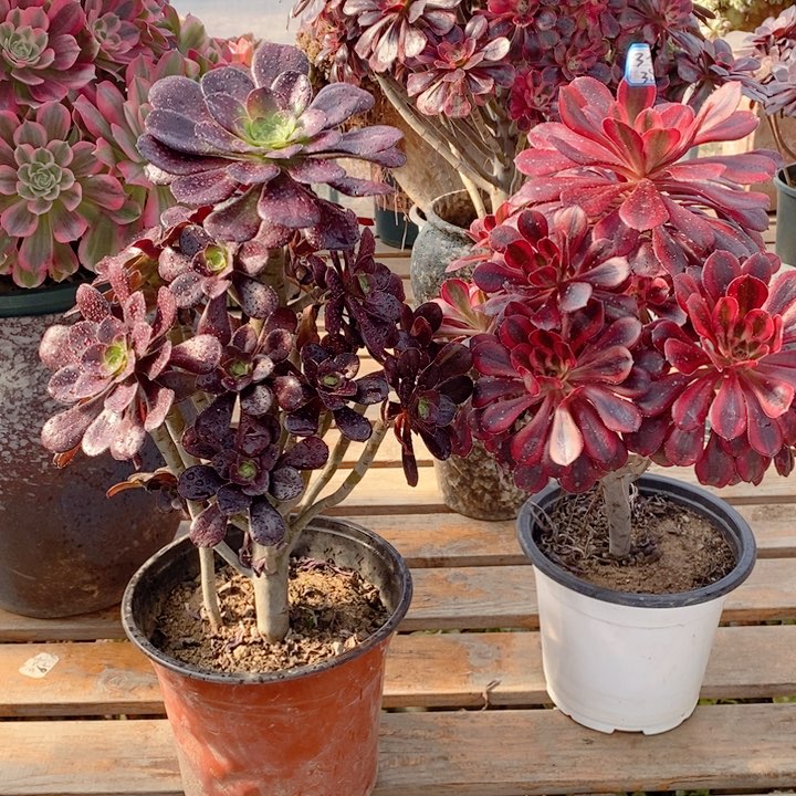 711圆叶玫瑰，香奶奶多肉法师