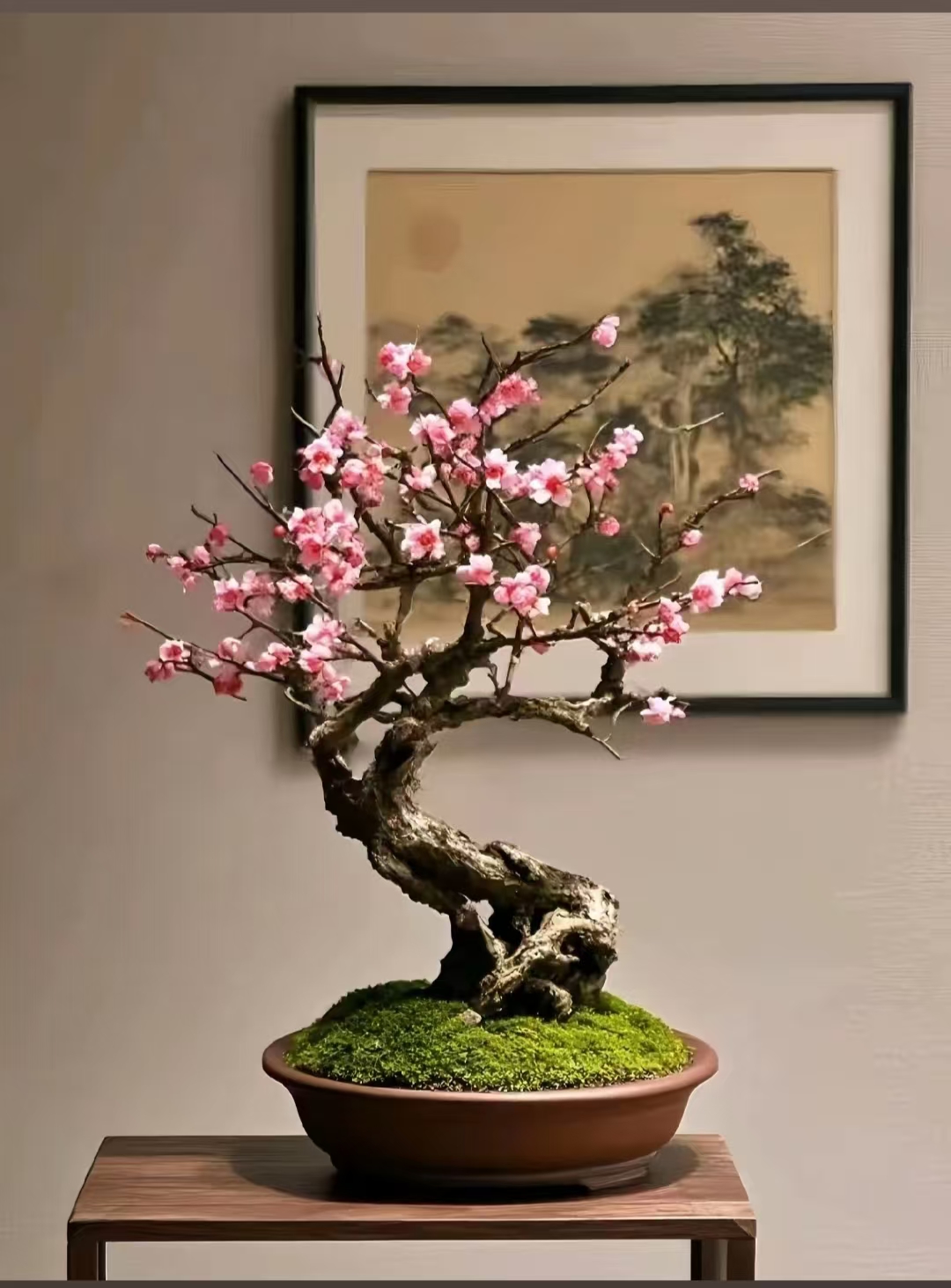 原生梅花老桩盆栽花卉耐寒耐热室内外均可种植好养易活