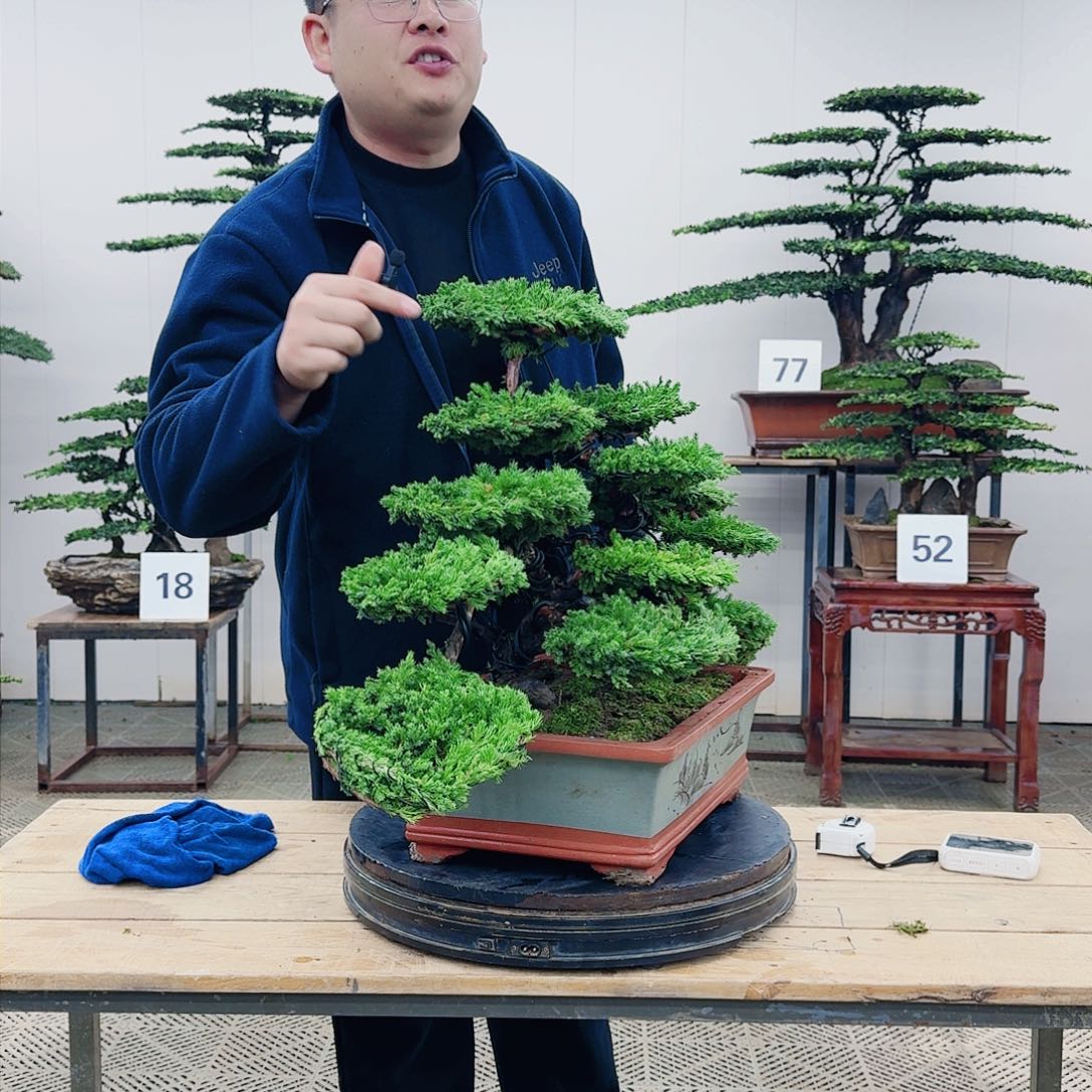 盆景柏树造型盆景