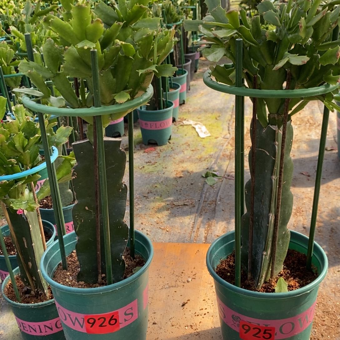 稔***无花朵925.926嫁接