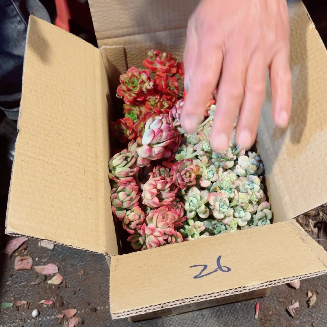 炫*杂花断枝断头处理不售后26