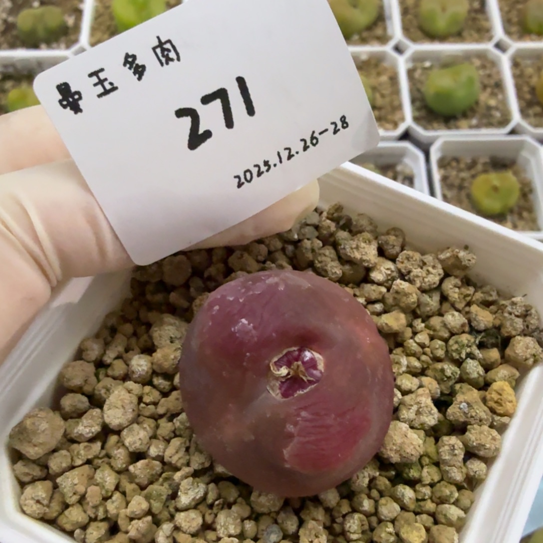 土***豆多肉多肉多肉12-271蟠桃1801.1