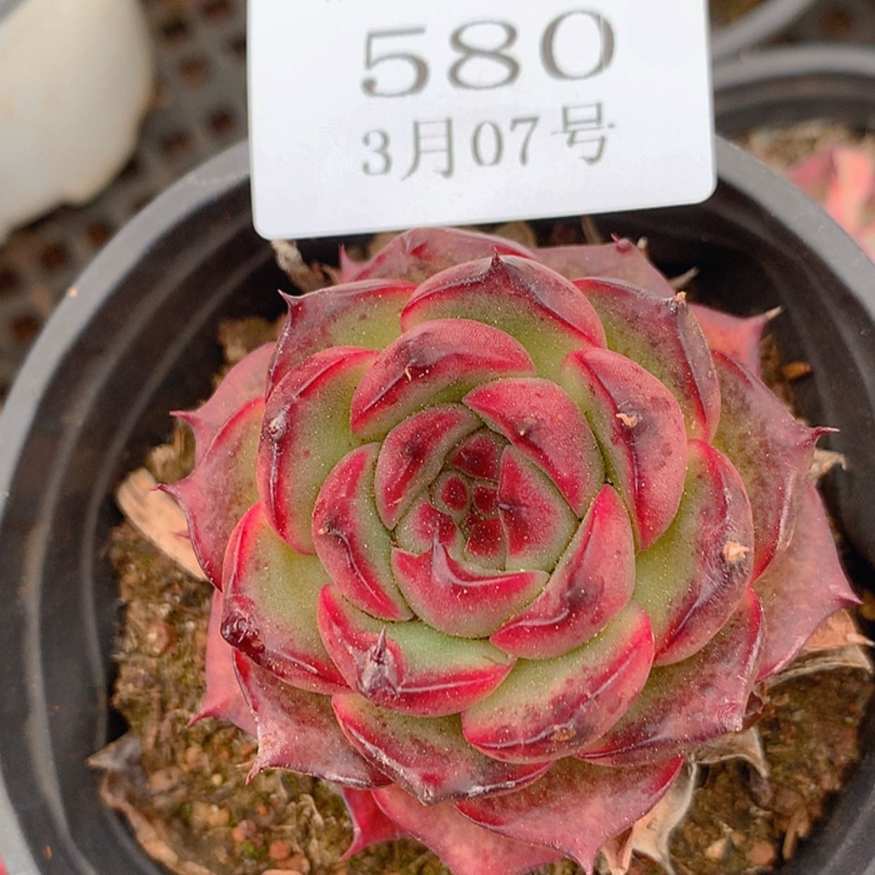 【闪购商品】云580