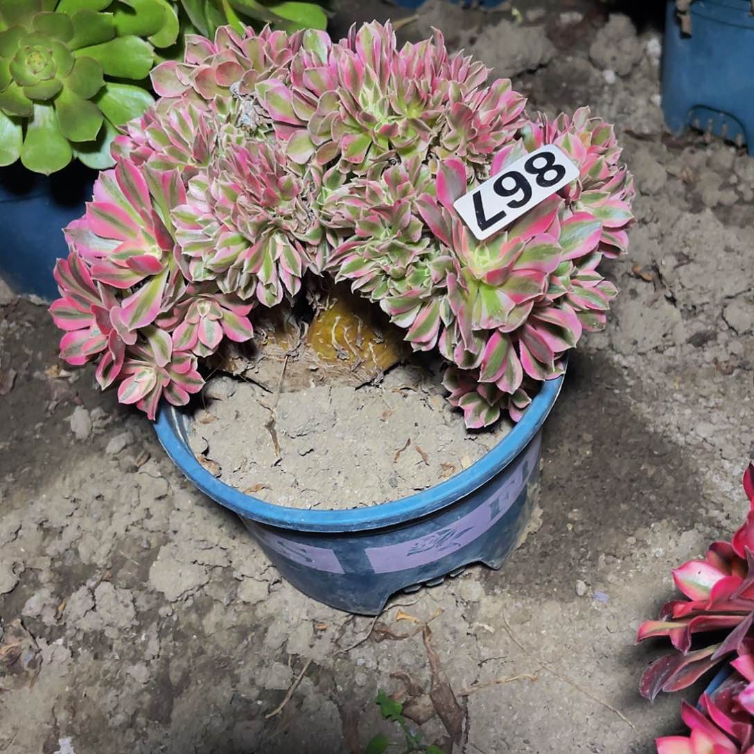 红陶女巫法师13/38包邮法师