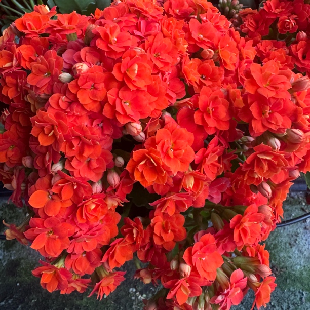 [卉雅—水木橙] 重瓣大花长寿花室内盆栽懒人花（120盆）基地直发