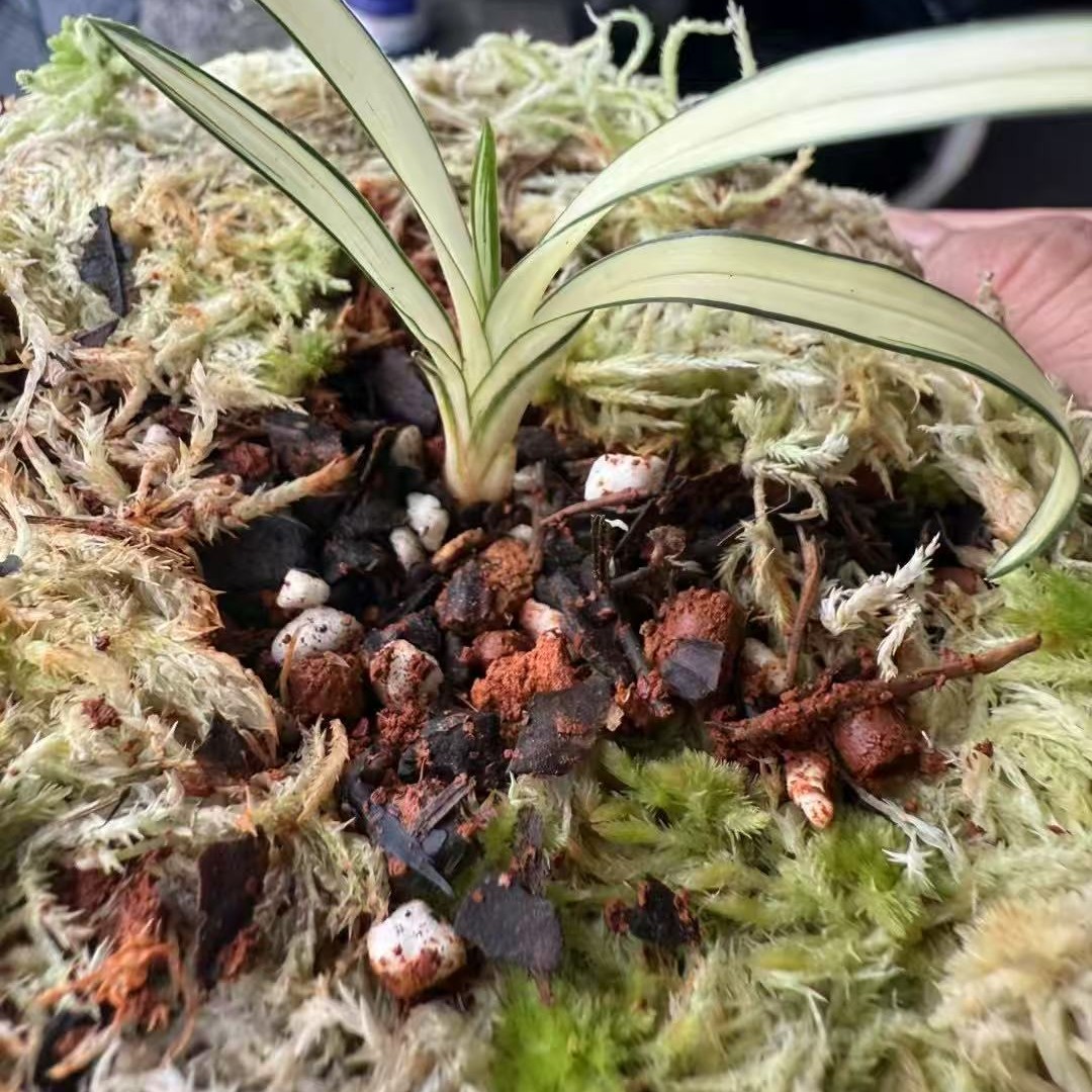 人工种植兰花精品绿植盆景