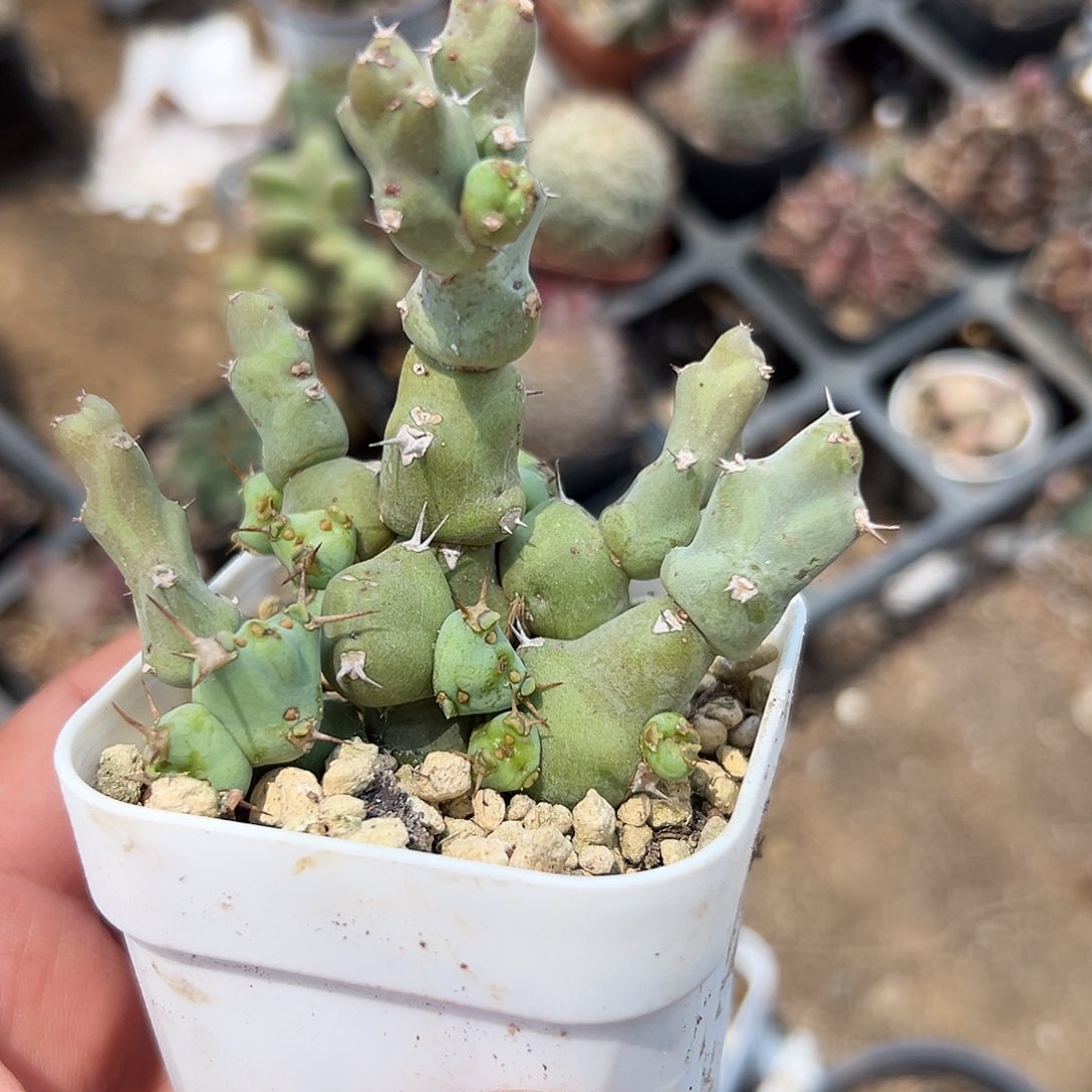 多肉植物多肉植物