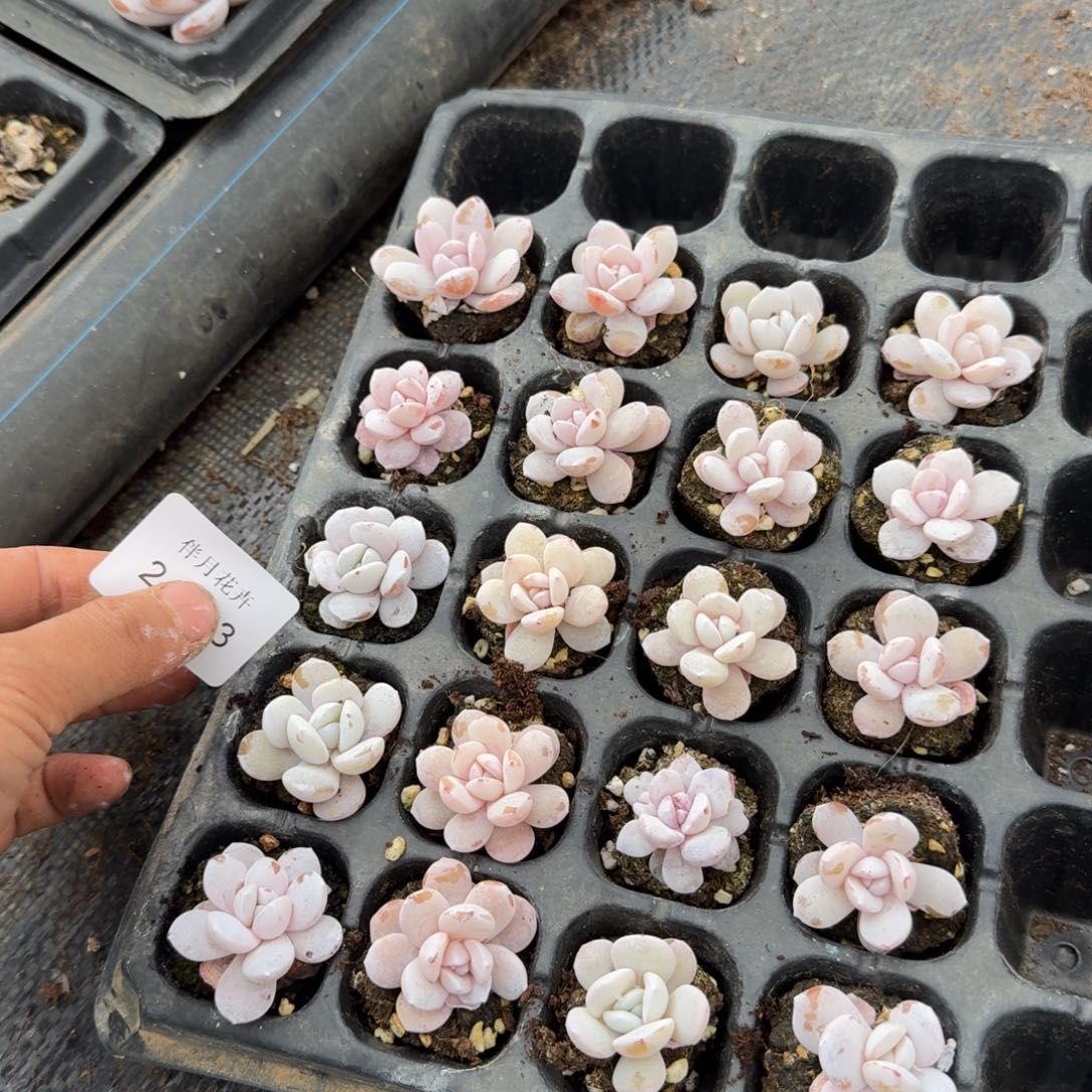 24-23小雪莲二十颗量拍发货