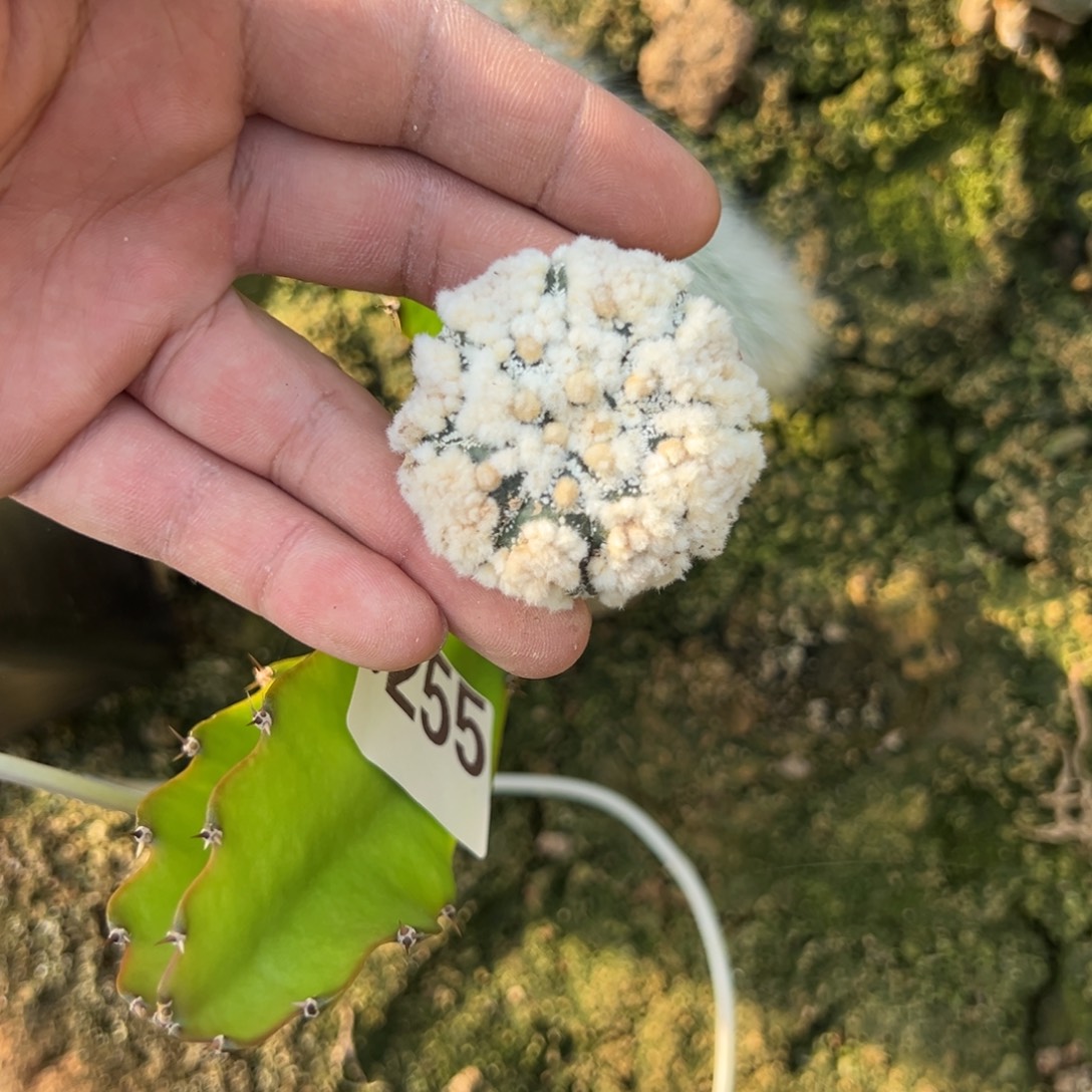 海星花园兜仙人球255号