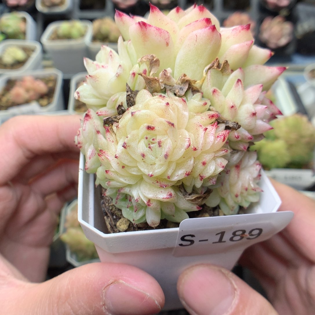 S189y y y y y y y y y