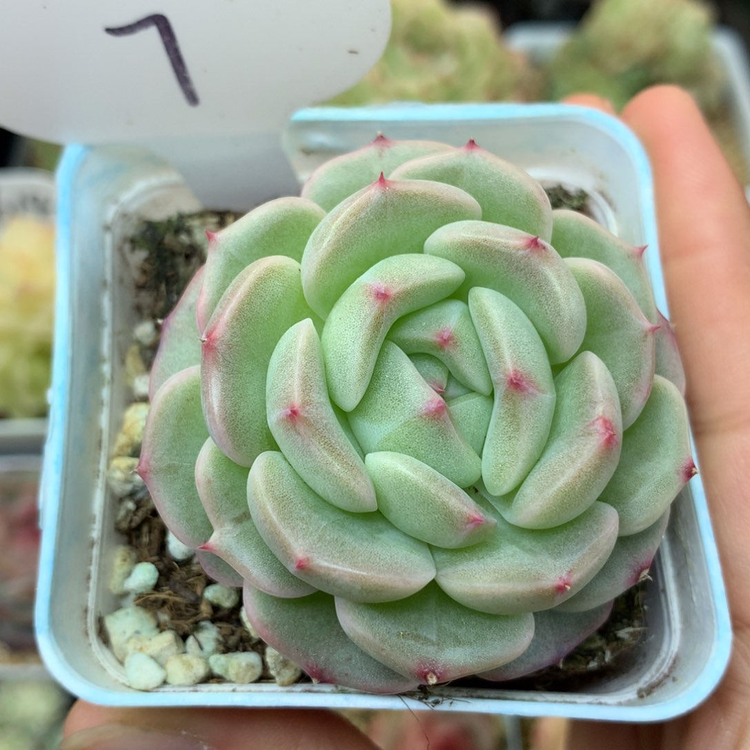 定繁珍妮麦秆单头7多肉