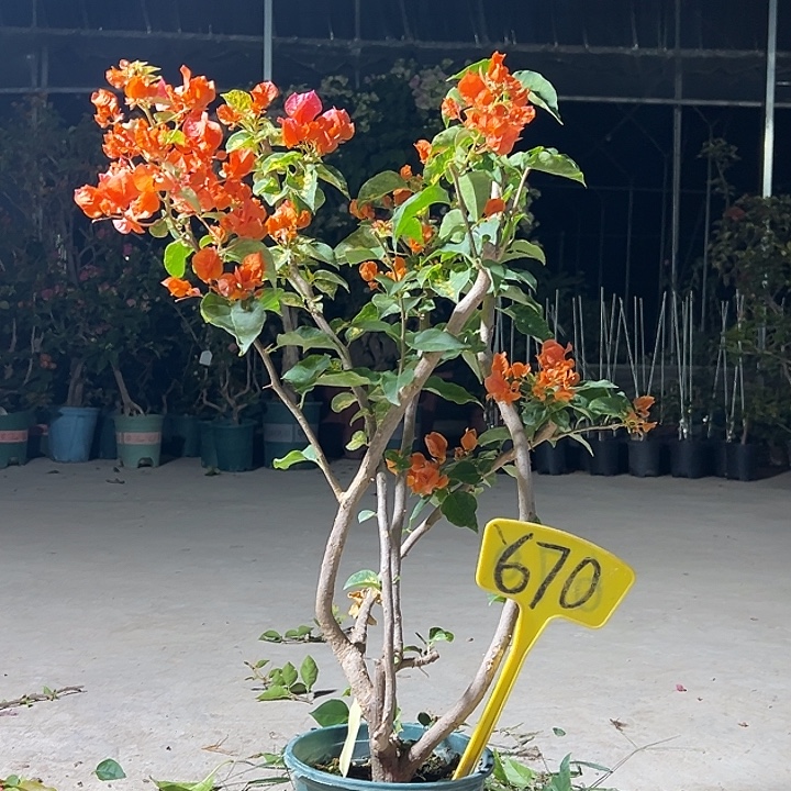 完全开放 70cm 雪花橙  原生小树头 670