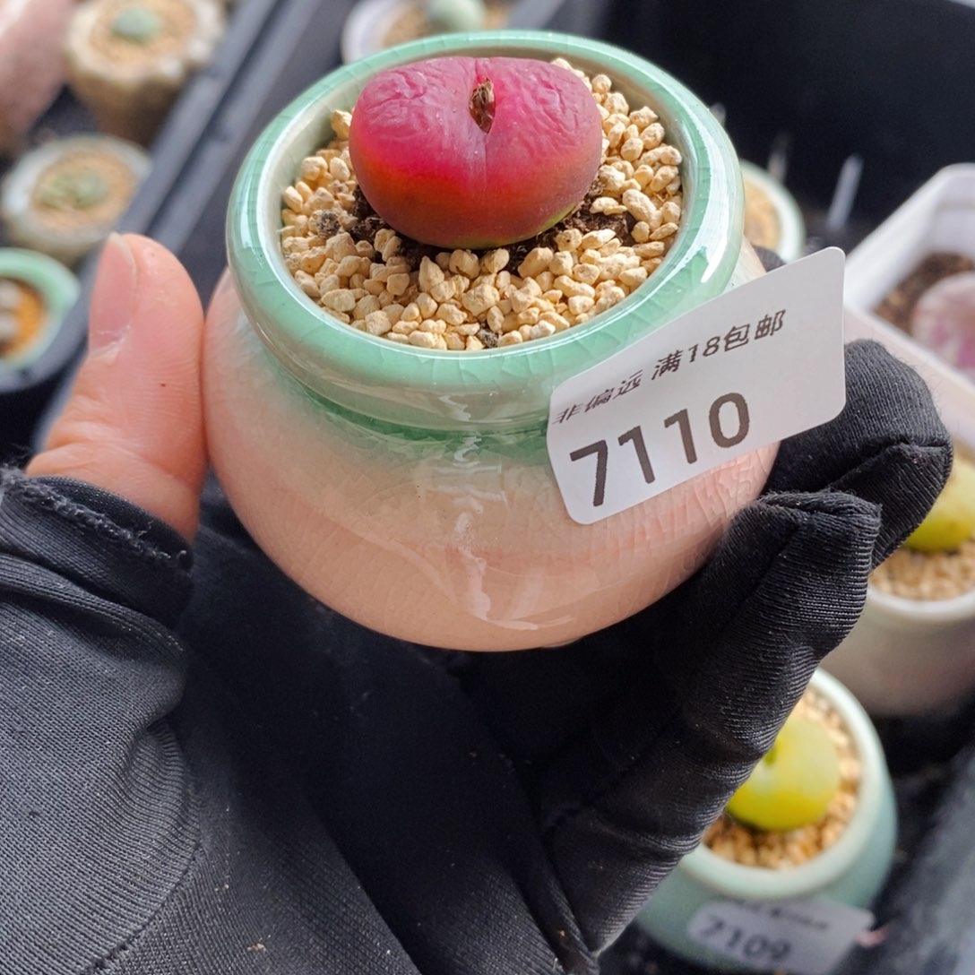 7110--一物一拍 带盆 1801.1蟠桃