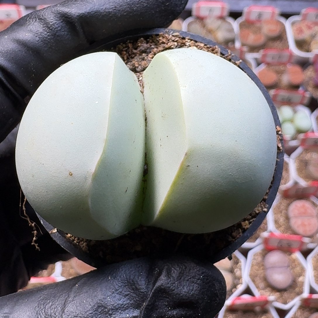 多***活生石花111111。   57