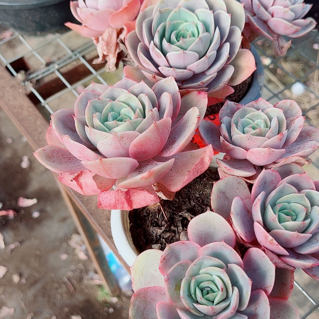 蓝色苍鹭多头群生老桩