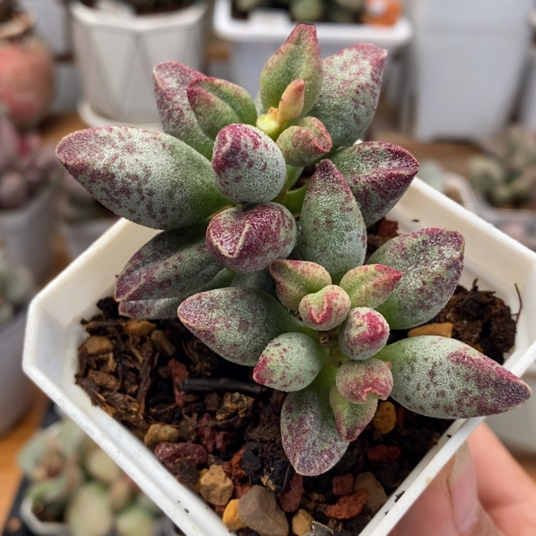 艾薇水泡多肉植物