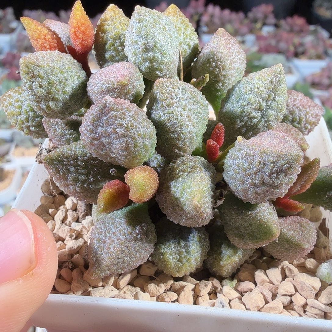 黄金果           