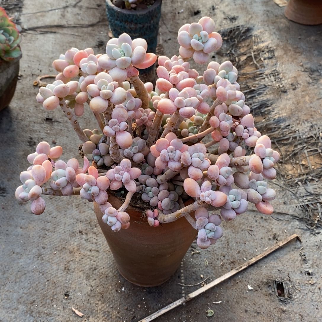 5号大老桩洛神一颗