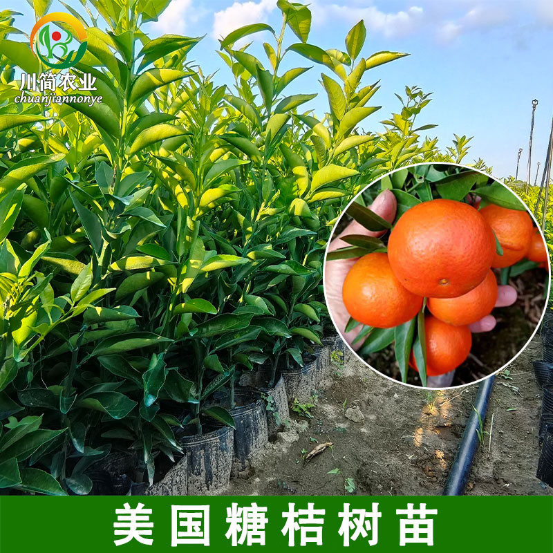 美国糖桔苗早熟东方红橘子苗树世纪红橘盆栽地栽东方红桔果树苗