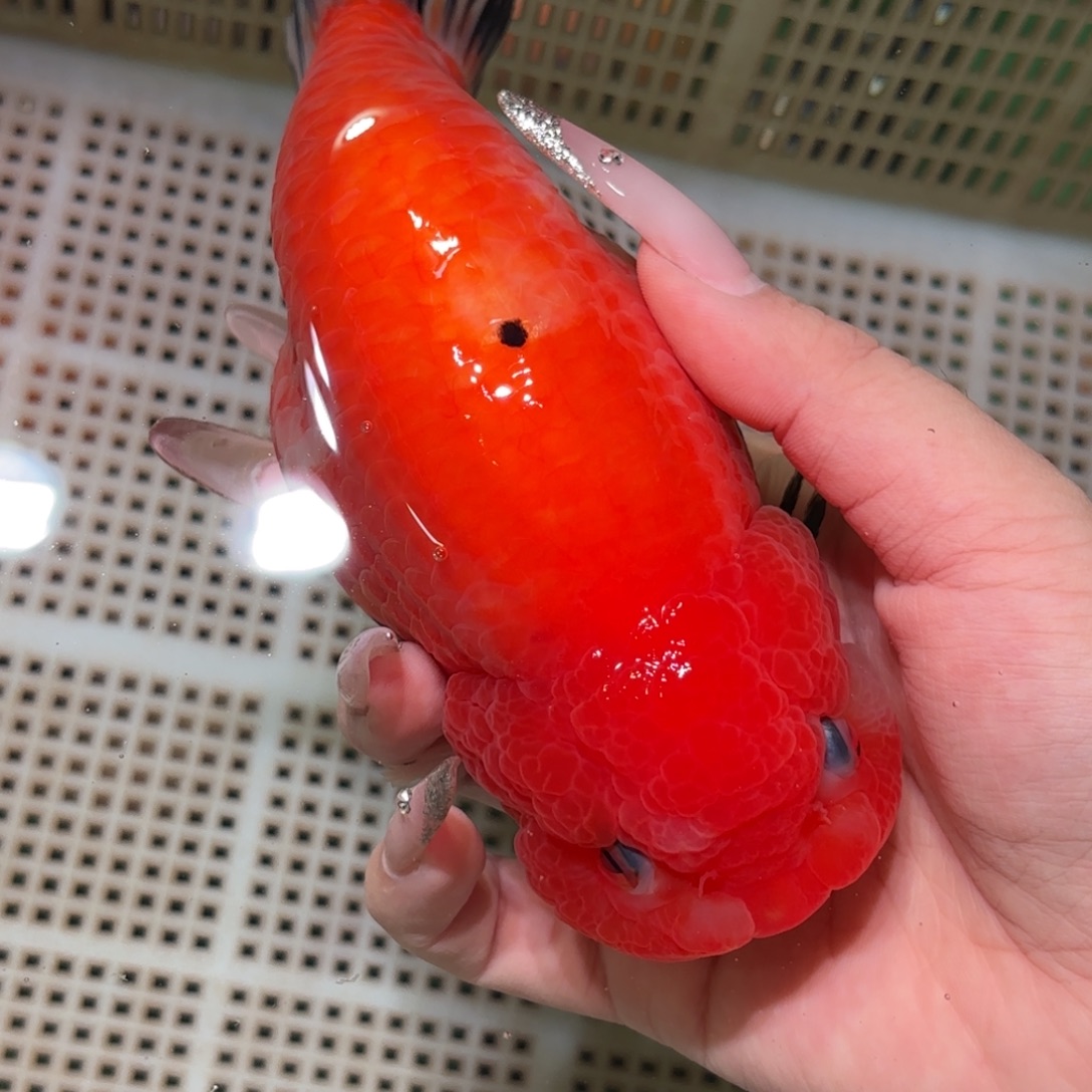 小***志金鱼拍包装包邮，不拍包装运费到付