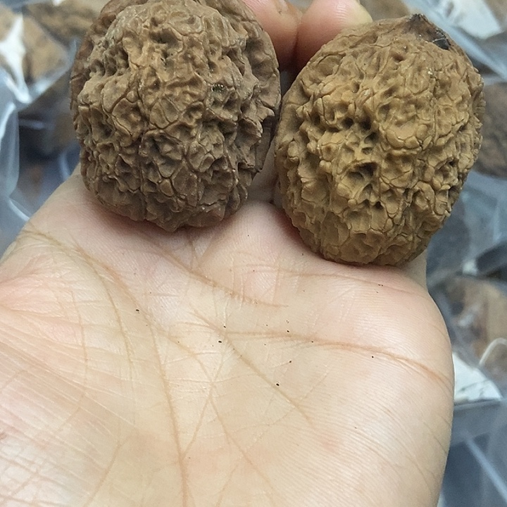 木质类云南铁核桃基地8