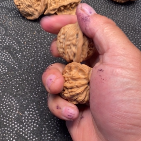 文玩核桃把件京公子20米