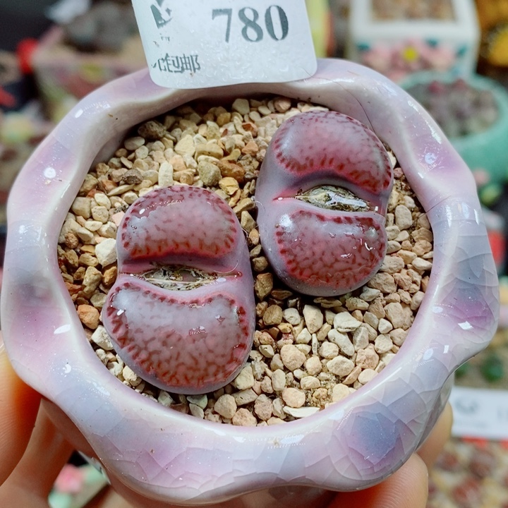生石花花花花花花花780