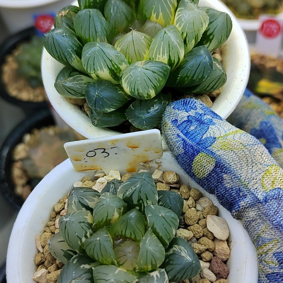 142号巨大款龙爪 6.6厘米左右一物一拍带盆