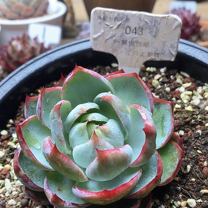 惊鸿仙子单头043