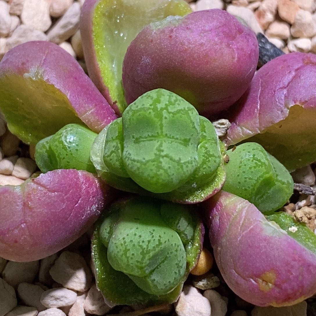 伍斯特猴伍斯特猴福利