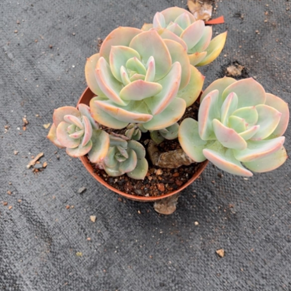 【闪购商品】?****?白凤