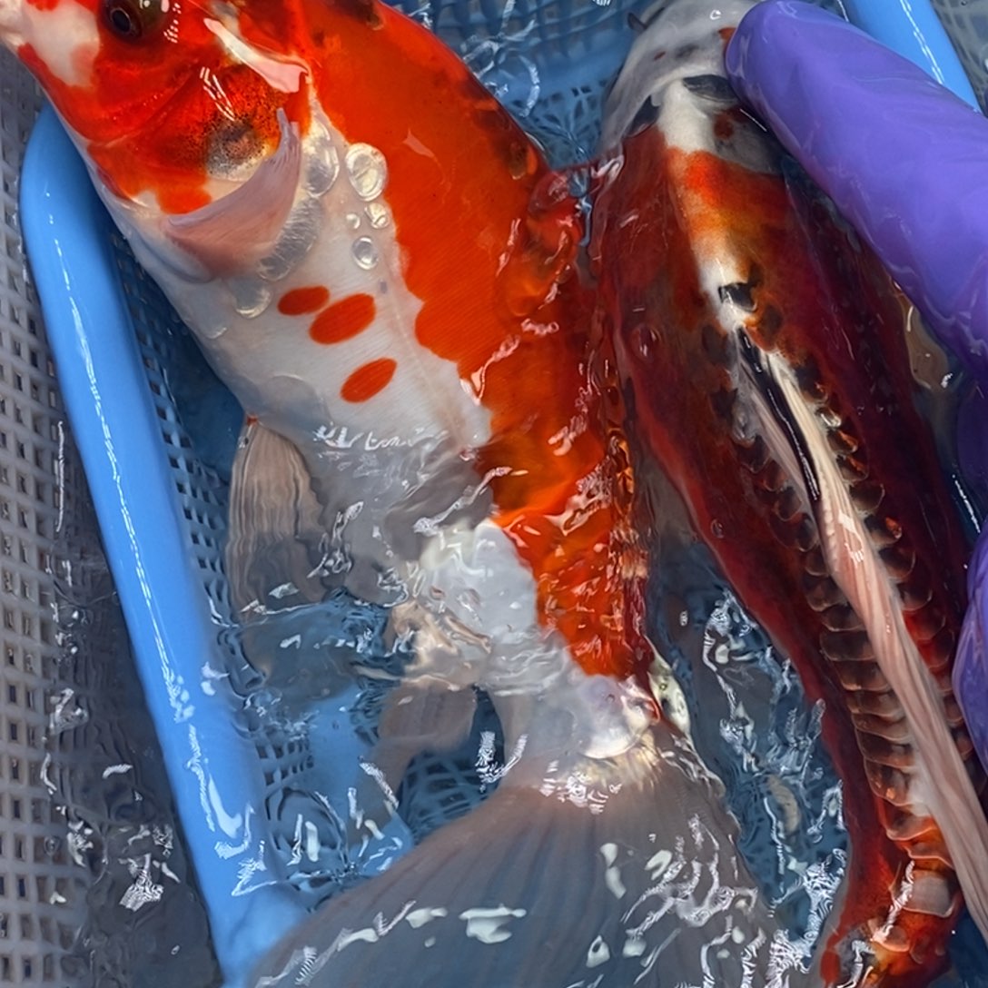 锦鲤冷水锦鲤包邮