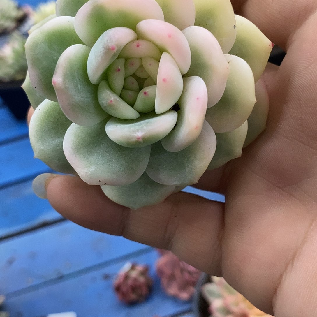 698星影锦多肉植物哇啦塞