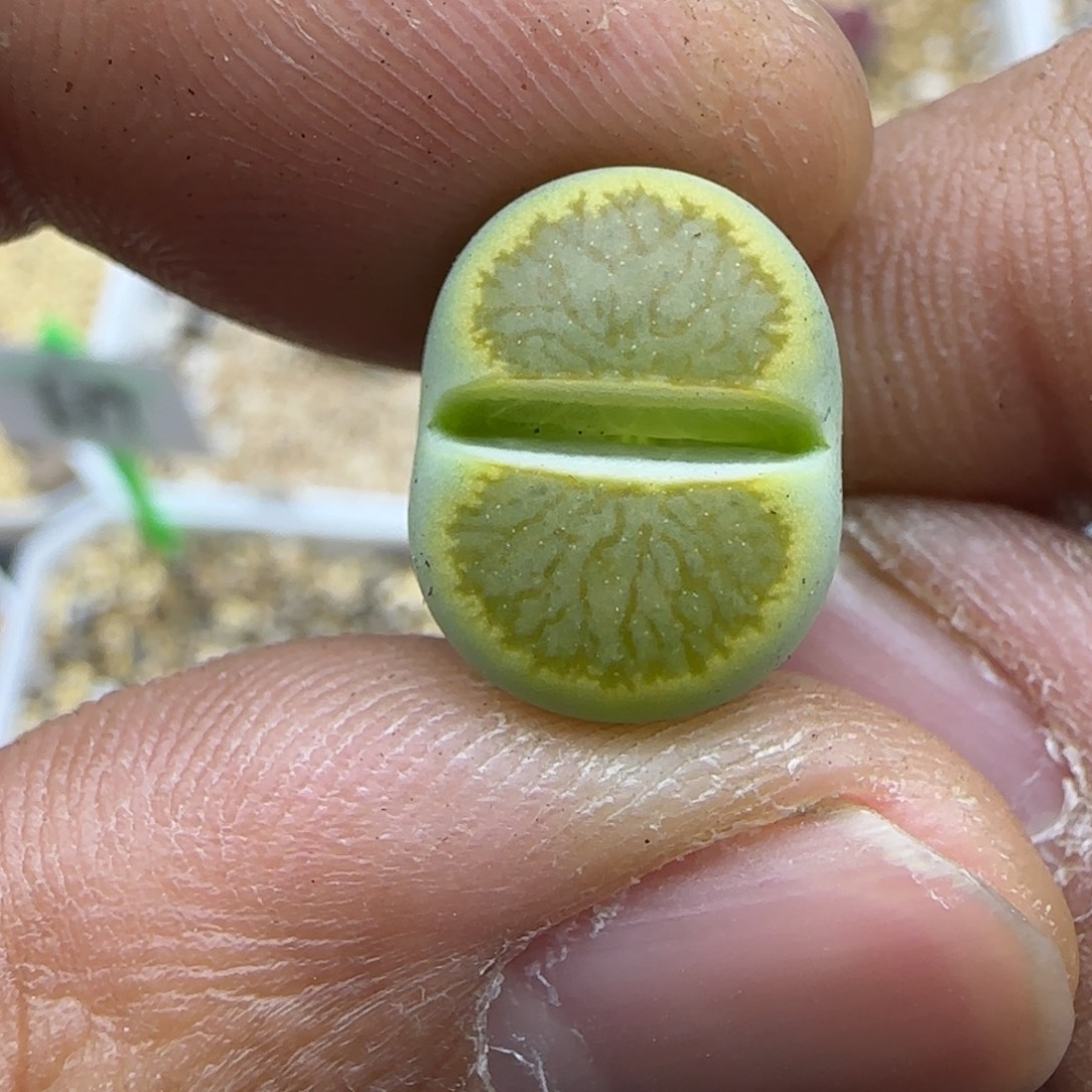 776 生石花大棚直播