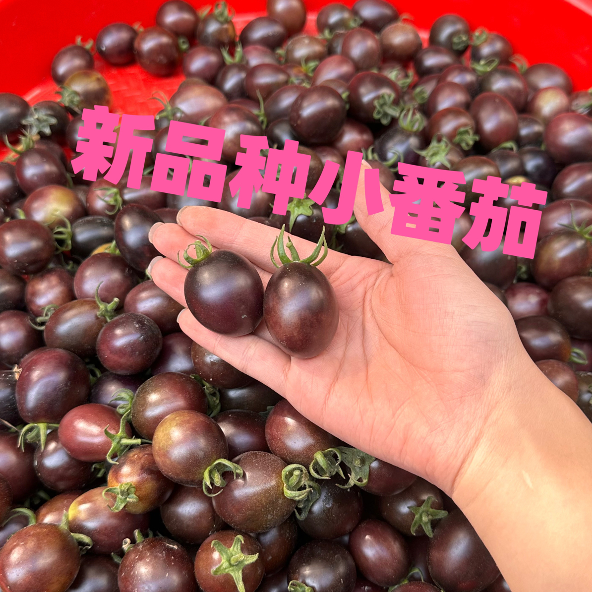 新品种黑番茄圣女果新鲜应季水果酸甜多汁