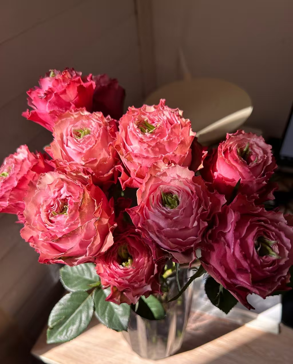 【伯利兹】单头玫瑰 真花鲜切花云一单中通 拍够任意两单鲜花顺丰