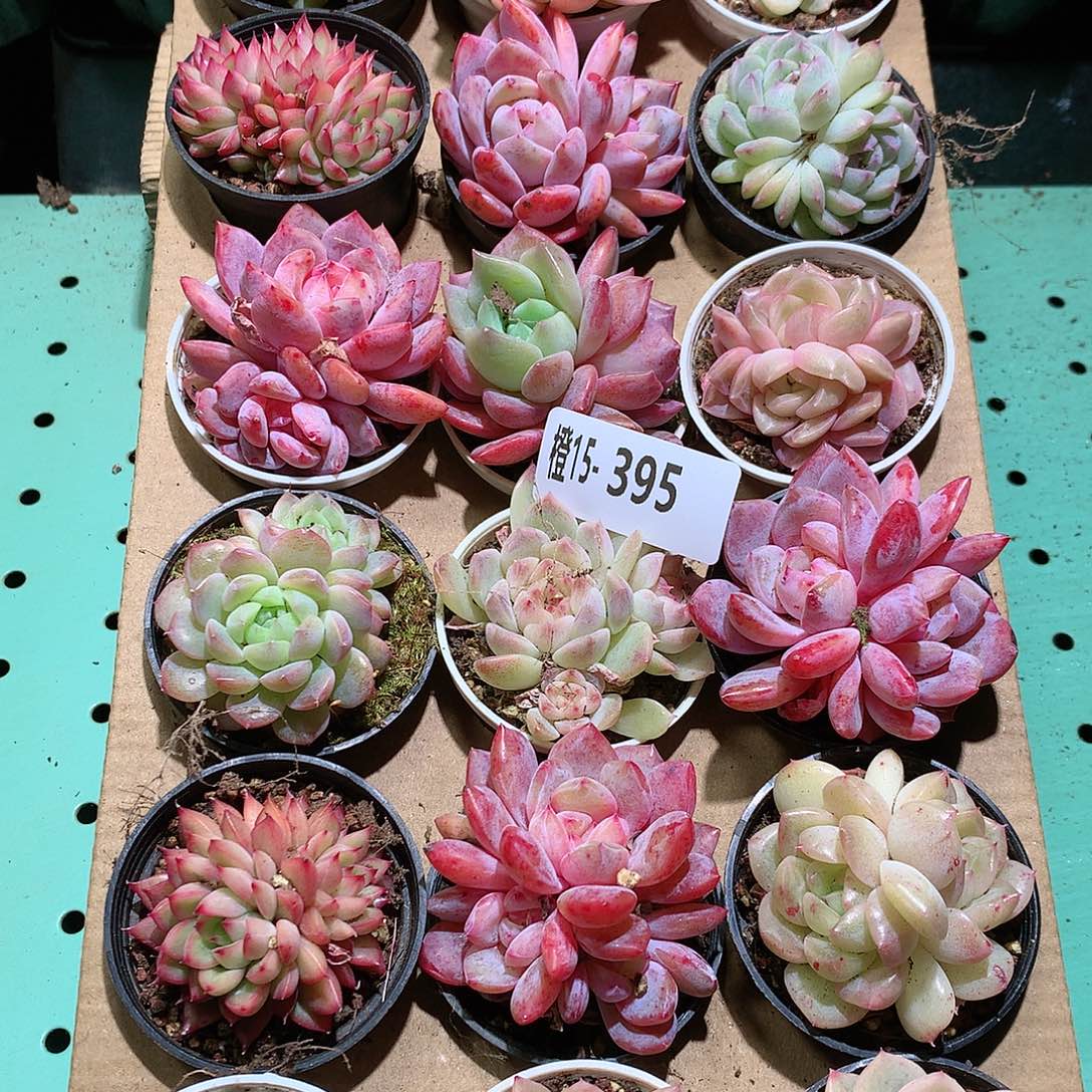 15-395一物一拍带盆18颗