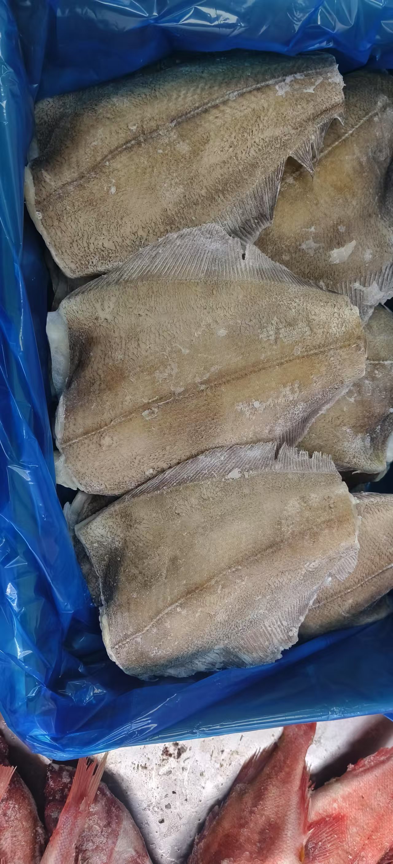 【4号】  4条  深海鲽鱼身 现称现发