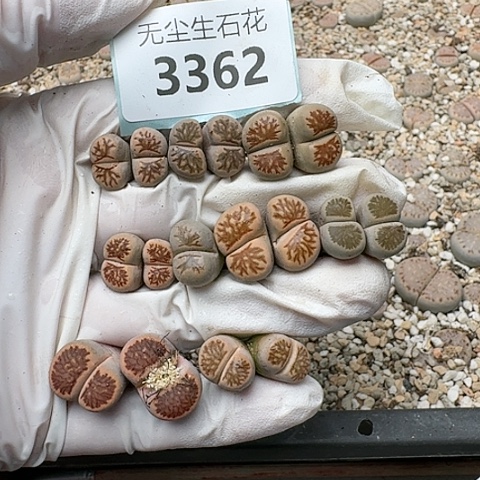 花*?3362，菊红窗脱土发货
