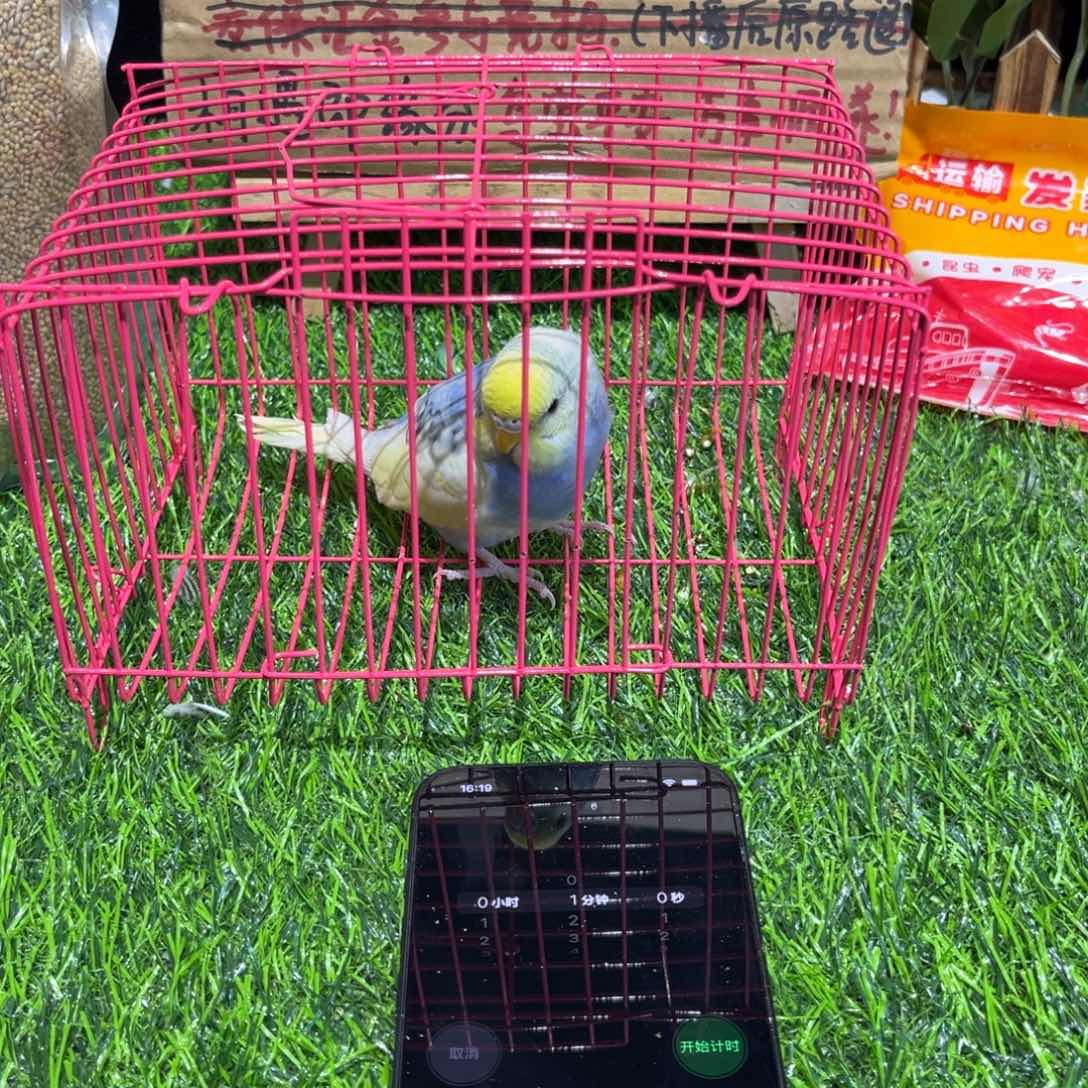 ****.虎皮鹦鹉金彩虎皮鹦鹉系列一只，竞拍一物一拍不退换